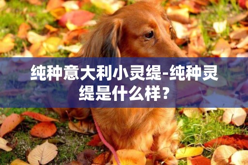 純種意大利小靈緹-純種靈緹是什么樣？