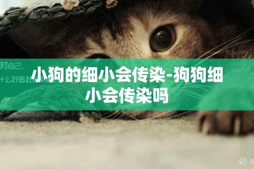 小狗的細小會傳染-狗狗細小會傳染嗎