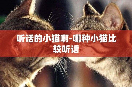 聽話的小貓啊-哪種小貓比較聽話