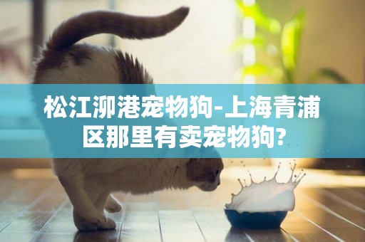 松江泖港寵物狗-上海青浦區那里有賣寵物狗?