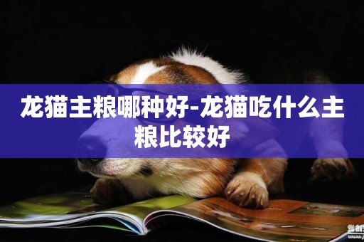 龍貓主糧哪種好-龍貓吃什么主糧比較好
