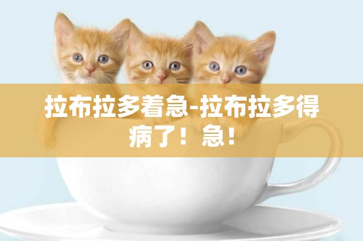 拉布拉多著急-拉布拉多得病了！急！