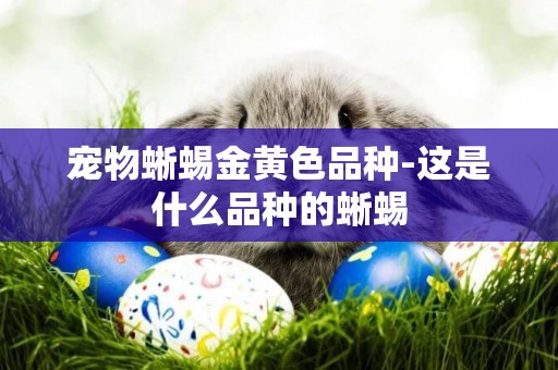 寵物蜥蜴金黃色品種-這是什么品種的蜥蜴