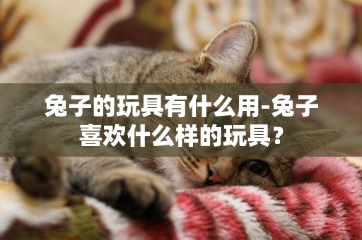 兔子的玩具有什么用-兔子喜歡什么樣的玩具？