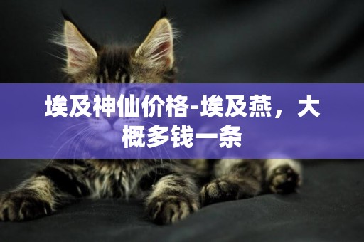 埃及神仙價格-埃及燕，大概多錢一條