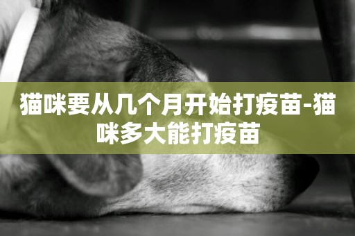 貓咪要從幾個月開始打疫苗-貓咪多大能打疫苗