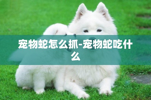 寵物蛇怎么抓-寵物蛇吃什么