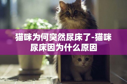 貓咪為何突然尿床了-貓咪尿床因為什么原因