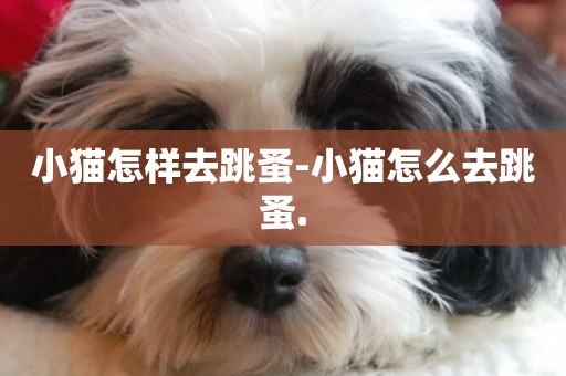 小貓怎樣去跳蚤-小貓怎么去跳蚤.