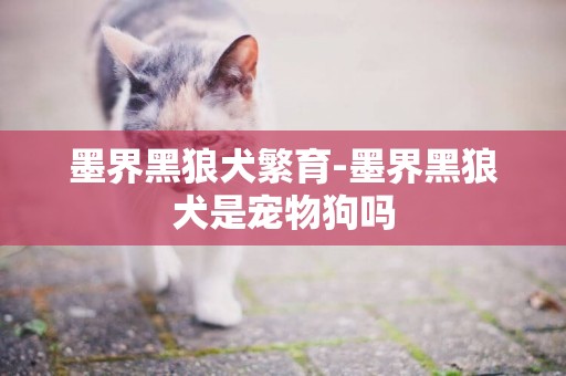 墨界黑狼犬繁育-墨界黑狼犬是寵物狗嗎