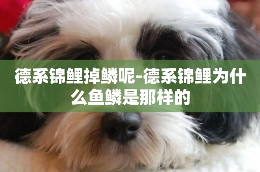 德系錦鯉掉鱗呢-德系錦鯉為什么魚鱗是那樣的