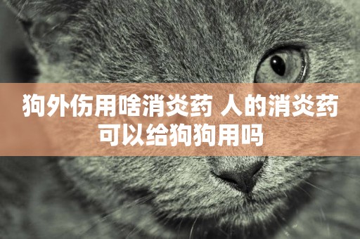 狗外傷用啥消炎藥 人的消炎藥可以給狗狗用嗎