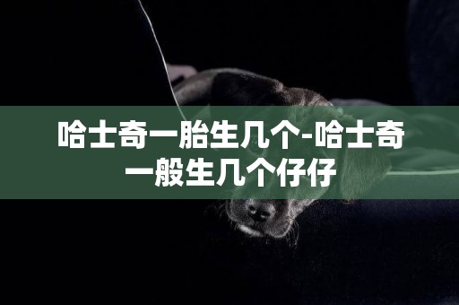 哈士奇一胎生幾個-哈士奇一般生幾個仔仔