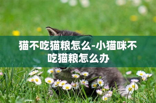貓不吃貓糧怎么-小貓咪不吃貓糧怎么辦