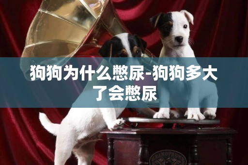 狗狗為什么憋尿-狗狗多大了會憋尿