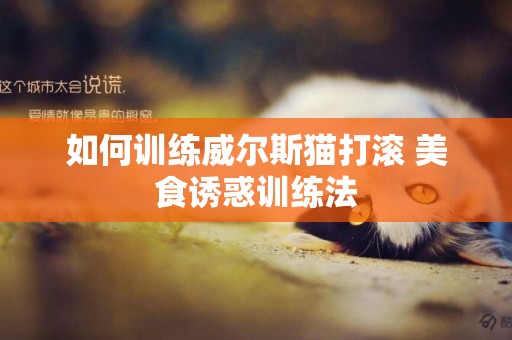 如何訓練威爾斯貓打滾 美食誘惑訓練法