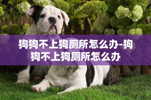 狗狗不上狗廁所怎么辦-狗狗不上狗廁所怎么辦