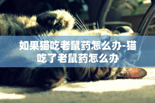 如果貓吃老鼠藥怎么辦-貓吃了老鼠藥怎么辦