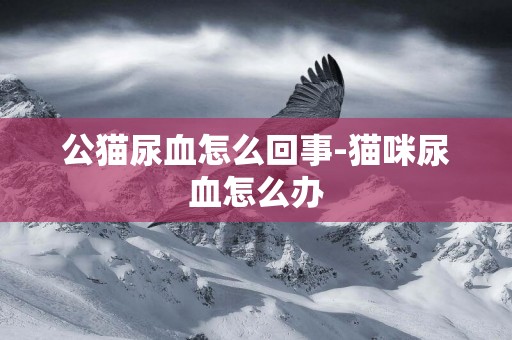 公貓尿血怎么回事-貓咪尿血怎么辦