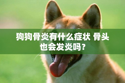 狗狗骨炎有什么癥狀 骨頭也會發炎嗎？