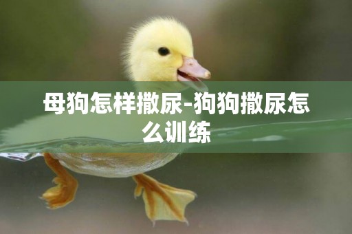 母狗怎樣撒尿-狗狗撒尿怎么訓練