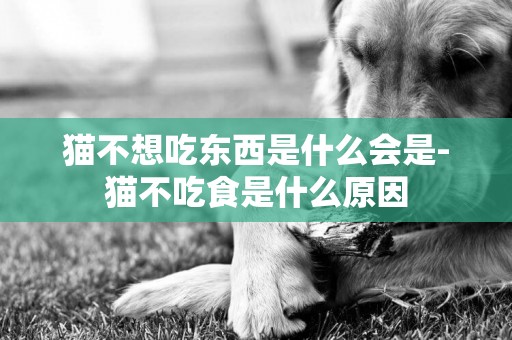 貓不想吃東西是什么會是-貓不吃食是什么原因
