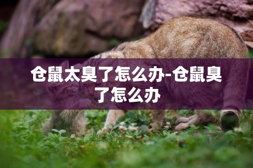 倉鼠太臭了怎么辦-倉鼠臭了怎么辦
