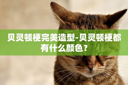 貝靈頓梗完美造型-貝靈頓梗都有什么顏色？