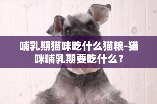 哺乳期貓咪吃什么貓糧-貓咪哺乳期要吃什么？