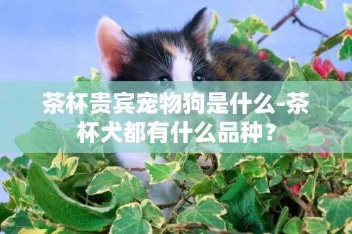茶杯貴賓寵物狗是什么-茶杯犬都有什么品種？