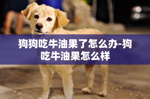 狗狗吃牛油果了怎么辦-狗吃牛油果怎么樣