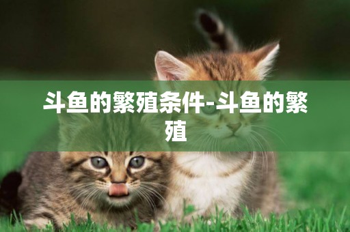 斗魚的繁殖條件-斗魚的繁殖