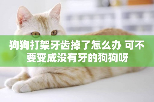 狗狗打架牙齒掉了怎么辦 可不要變成沒有牙的狗狗呀