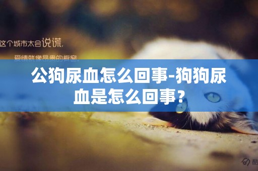 公狗尿血怎么回事-狗狗尿血是怎么回事？