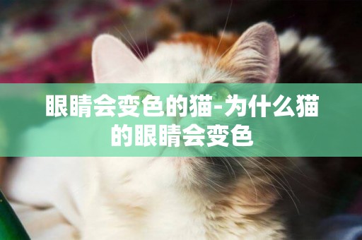 眼睛會變色的貓-為什么貓的眼睛會變色