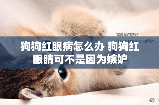 狗狗紅眼病怎么辦 狗狗紅眼睛可不是因為嫉妒