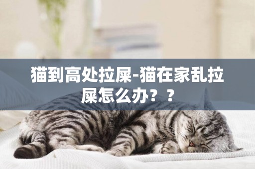 貓到高處拉屎-貓在家亂拉屎怎么辦？？