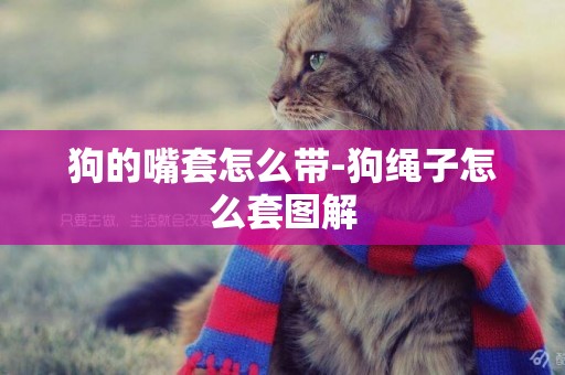 狗的嘴套怎么帶-狗繩子怎么套圖解