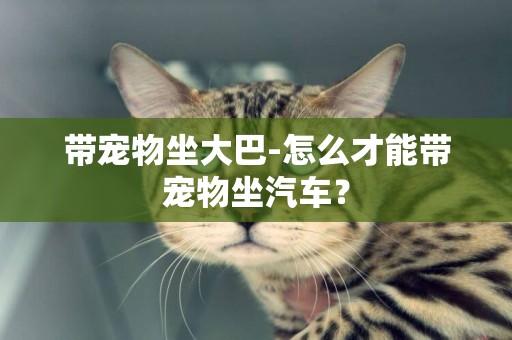 帶寵物坐大巴-怎么才能帶寵物坐汽車？