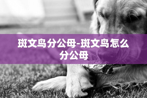 斑文鳥分公母-斑文鳥怎么分公母