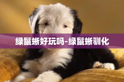 綠鬣蜥好玩嗎-綠鬣蜥馴化