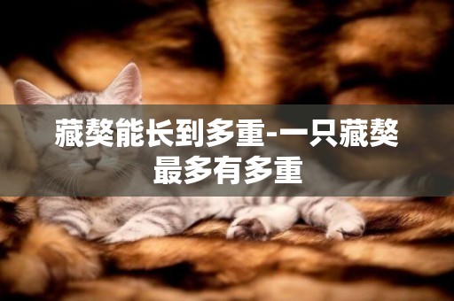 藏獒能長到多重-一只藏獒最多有多重