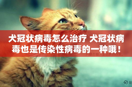 犬冠狀病毒怎么治療 犬冠狀病毒也是傳染性病毒的一種哦！