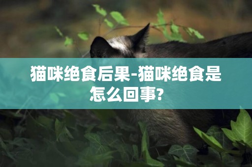 貓咪絕食后果-貓咪絕食是怎么回事?