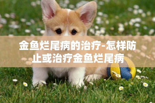 金魚爛尾病的治療-怎樣防止或治療金魚爛尾病
