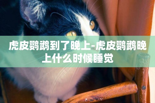虎皮鸚鵡到了晚上-虎皮鸚鵡晚上什么時候睡覺