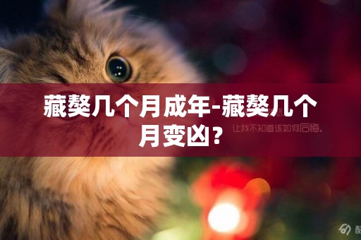 藏獒幾個月成年-藏獒幾個月變兇？