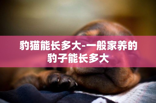 豹貓能長多大-一般家養的豹子能長多大