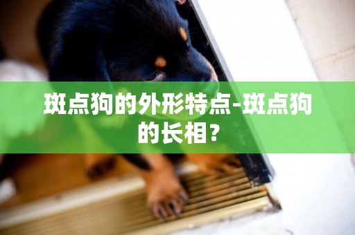 斑點狗的外形特點-斑點狗的長相？