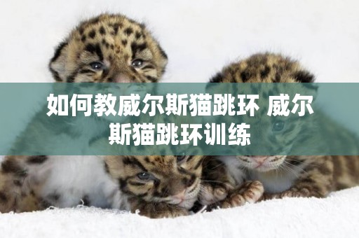 如何教威爾斯貓跳環 威爾斯貓跳環訓練